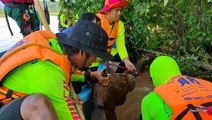 Drowning horse saved from flooding