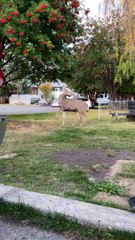 Buck Stretches to Snatch Berries From Tree