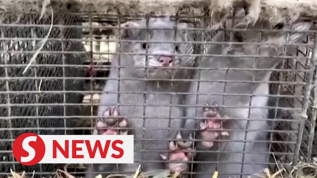 Denmark tightens lockdown in north, mink cull devastates industry