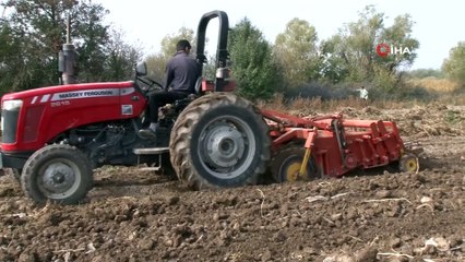 Türkiye’nin Tek Kadın Mor Patates Üreticilerinin 'Hasat Sevinci'