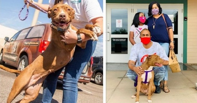 Après 400 jours passés dans un refuge, une jeune chienne a finalement trouvé une famille