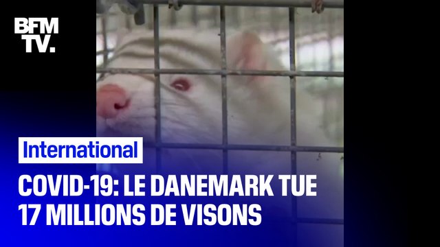 Lutte contre le Covid-19: au Danemark, le gouvernement abat 17 millions de visons