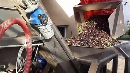 La production d'huile au moulin Lou Mouli d'Oli