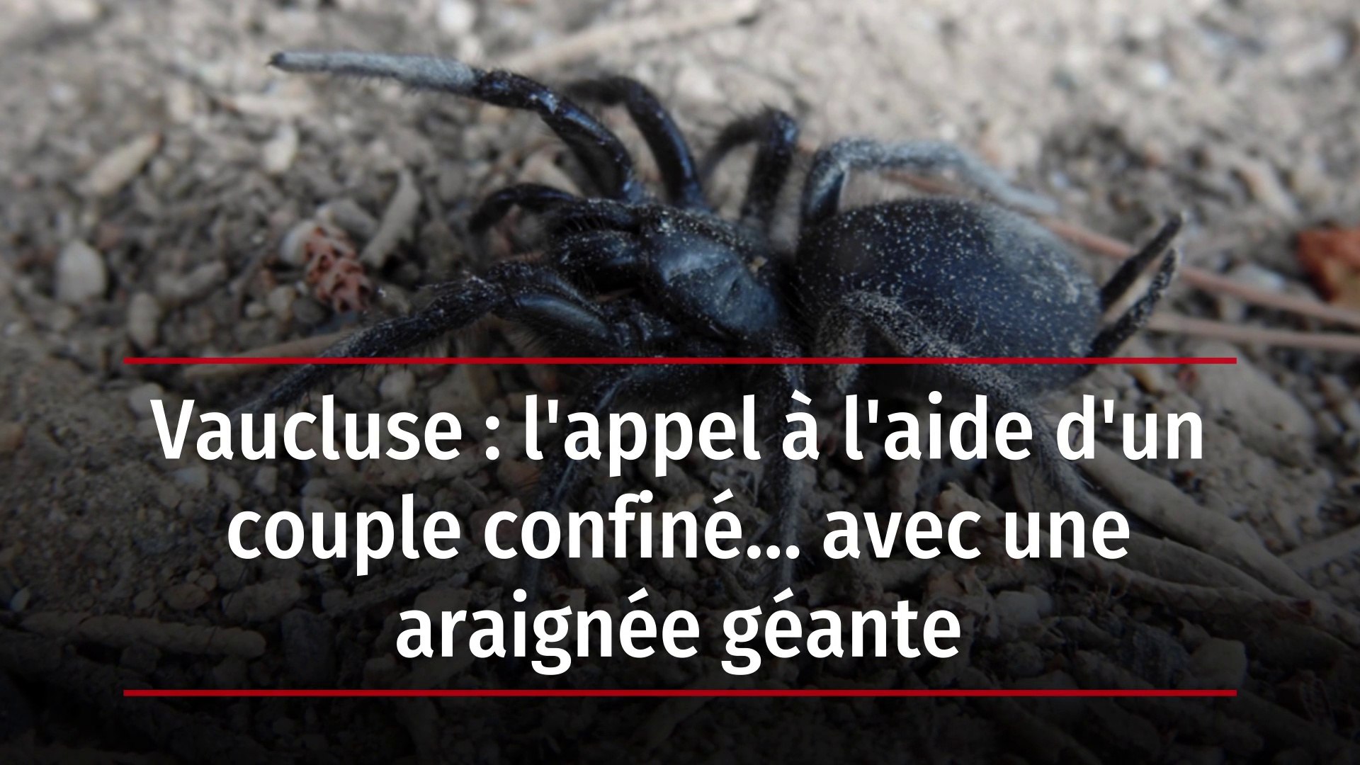 Vaucluse L Appel A L Aide D Un Couple Confine Avec Une Araignee Geante Video Dailymotion