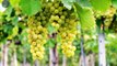 Grapes and their Kinds | Benefits of Grapes