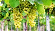 Grapes and their Kinds | Benefits of Grapes