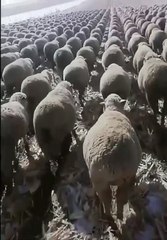 Discipline: Sheeps March as Soldier