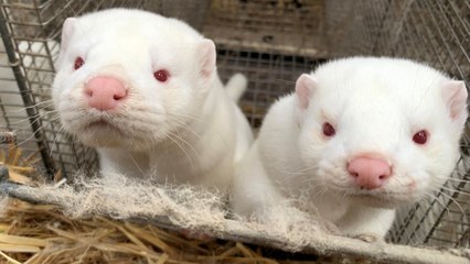 Denmark finds 214 people with mink-related coronavirus