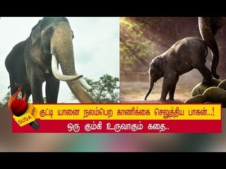 ஆக்ரோஷமான காட்டு யானையை பிடிக்க கிளம்பும் பொம்மன் ! |  அத்தியாயம் 11