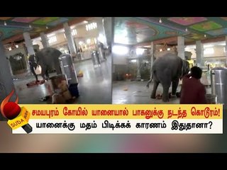 ஆக்ரோஷத்தில் குழந்தைகளைத் தூக்கி வீசிய சமயபுரம் மசினி யானை !