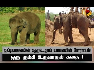மின்சாரம்  தாக்கி  உயிருக்கு போராடிய யானை! கண்ணீர் நிமிடங்கள்!  | அத்தியாயம் 24