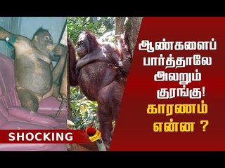 உராங்குட்டான் குரங்குக்கு நடந்த கொடூரம்!என்ன நடந்தது?