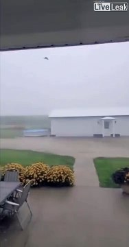Ce chat en chasse est aidé par la tempête... pauvre pigeon