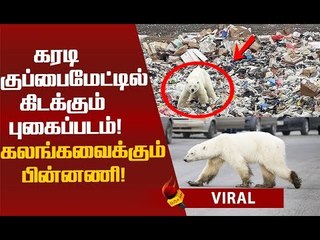 உலகை உலுக்கிய புகைப்படம்...குப்பையில் உணவு தேடும் பனிக் கரடி!