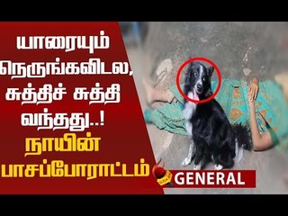 எஜமானி சடலத்துடன் பாசப்போராட்டம் நடத்திய நாய்!