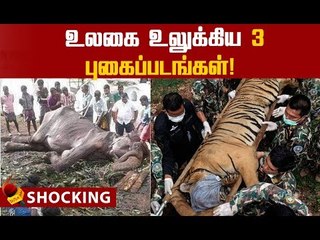 கரடிக்கு நடந்ததுதான் யானைக்கும்...உலகை மிரளவைத்த வைரல் புகைப்படங்கள்!