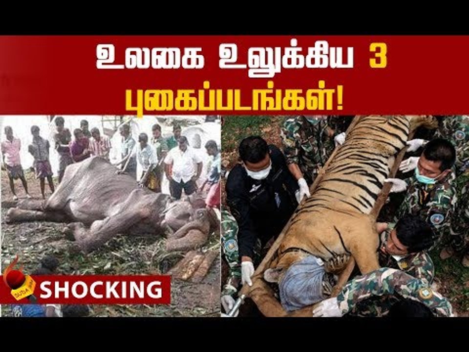 கரடிக்கு நடந்ததுதான் யானைக்கும்...உலகை மிரளவைத்த வைரல் புகைப்படங்கள்!