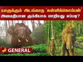 Video herunterladen: ஆக்ரோஷ 'சுள்ளிக்கொம்பன்'..! அடக்கிய கும்கி யானைகள்! ஒரு பரபர கதை!