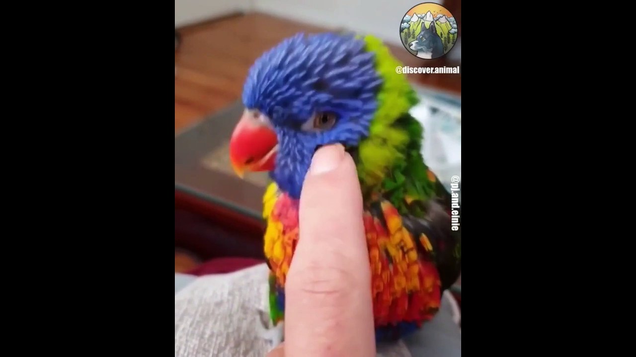 Cute baby animals 2