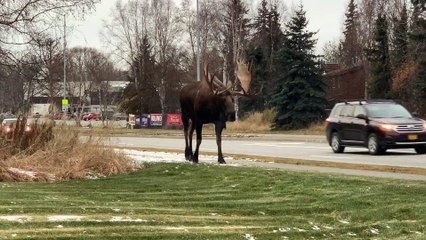Massive Bull Moose Going for a Stroll