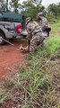 PM resgata lobo-guará atropelado em rodovia em São Sebastião