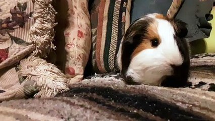 CAVIA PORCELLUS TURMERIC 20191115_194916