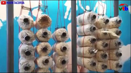 Generate your income with DXN Hanging. - DXN Hanging Garden