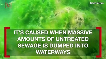 This ‘Sea Snot’ Looks Disgusting and It’s Choking Marine Life in Earth’s Waters