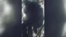 Ağaçta mahsur kalan kedi yavrusunu yanına tırmanarak ulaşan itfaiyeci kurtardı