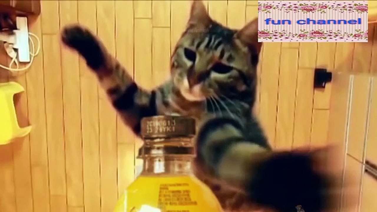 Funny video