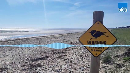 Prudence sur les plages de la Manche, des promeneurs piétinent régulièrement des œufs de gravelots