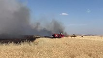 Son dakika haber | Yangında 300 dönüm arpa ve buğday ekili tarla zarar gördü