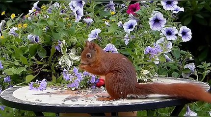 Meditation and relaxing music ,sleeping music,  soothing music relaxion