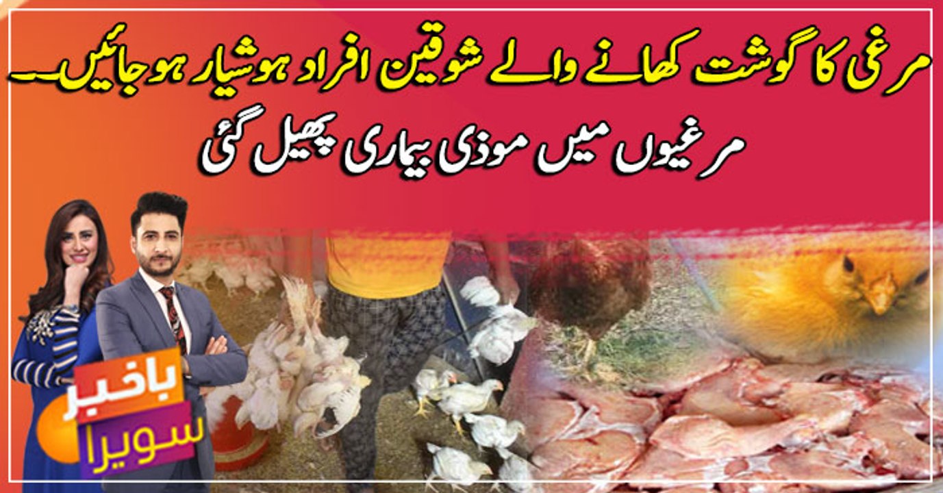 Infectious coryza disease spreading among chickens on poultry farms