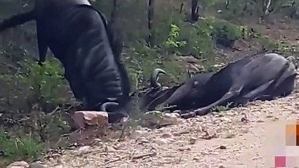 Ölen antilobu boynuz darbeleriyle ayağa kaldırdı