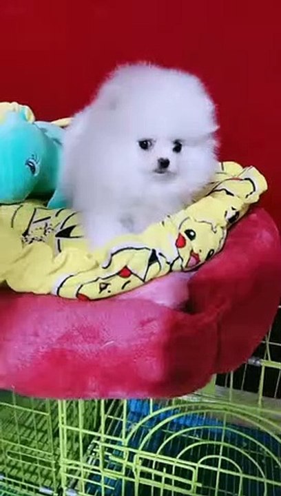 #Funniest Animals Real  - Best Of The 2020 #Funny Animals Videos - Try Not To Laugh #comedy #shorts