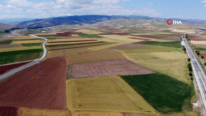 Bayat ovasında 250 bin dönüm tarım arazisini kuraklık vurdu