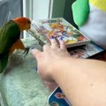 Funny Parrots Videos Compilation Cute Moment Of The Animals - Cutest Parrots #50 - Compilation 2021