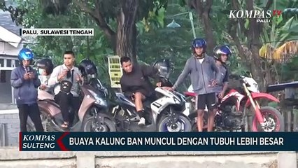 Buaya Kalung Ban Muncul Dengan Tubuh Lebih Besar