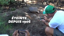 Cette tortue géante appartient à une espèce déclarée éteinte depuis un siècle