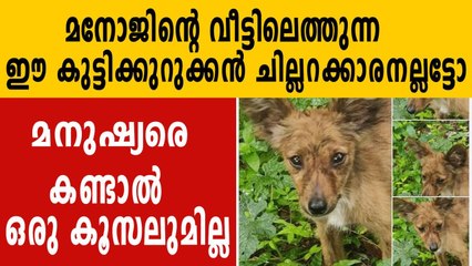 baby fox was found at ponkunnam. Common man facebook post | Oneindia Malayalam