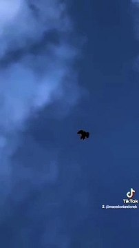 Macedonian donek, makedonski dunek, pacali donek, pigeon, animal