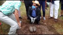 La plus grosse graine de coco-fesse du monde plantée au Tampon