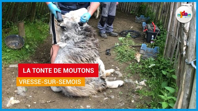 Vresse-sur-Semois - la tonte de moutons