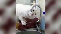 Funny Cats  - Don't try to stop laughing  - Funniest Cats Ever Funniest Cats  - Don't try to hold ba