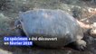 La tortue géante découverte aux Galapagos appartient bien à une espèce déclarée éteinte