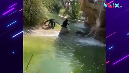 Masuk Kandang Monyet, Wanita Ini Dipecat dari Pekerjaan