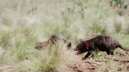 Nacen 7 demonios de Tasmania en estado salvaje en Australia