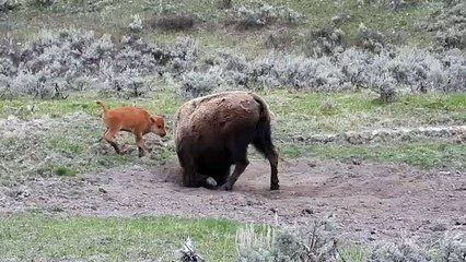 Playful Bison Calf Doesn't Want Its Mama to Rest