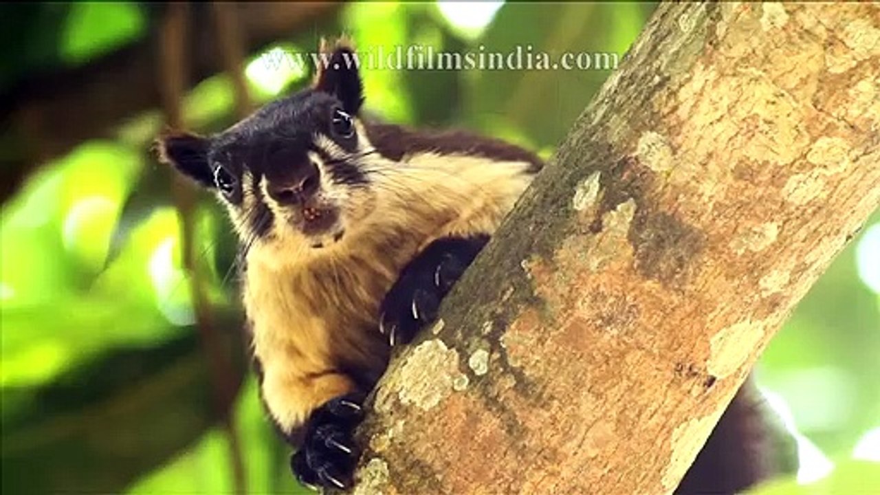 Vignettes from Wild India!